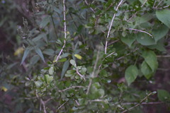 Schaefferia cuneifolia