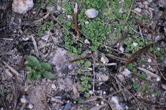 Dichondra carolinensis