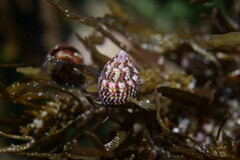 Prothalotia pulcherrima