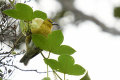 Chlorodrepanis stejnegeri