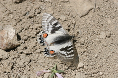 Parnassius charltonius deckerti