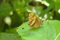 Hypanartia lethe