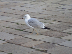 Larus michahellis