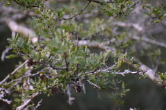 Vachellia rigidula
