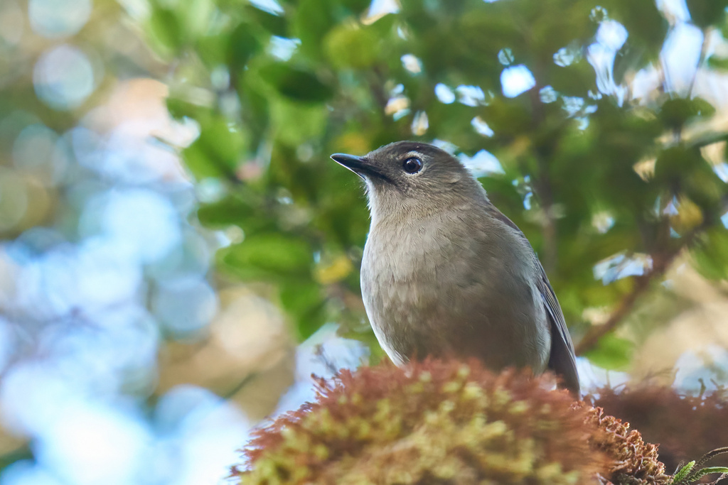 Puaiohi (Myadestes palmeri) photo