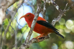 Drepanis coccinea