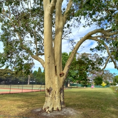 Corymbia maculata