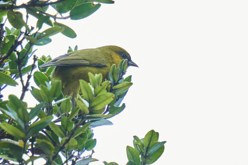 Loxops caeruleirostris observed 2022-12-10