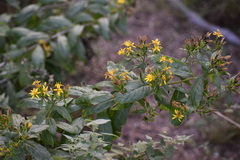 Trixis inula