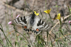 Parnassius charltonius