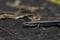 Eutropis madaraszi