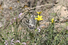 Parnassius charltonius