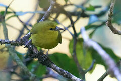 Chlorodrepanis stejnegeri