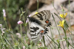 Parnassius charltonius