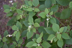 Croton ciliatoglandulifer