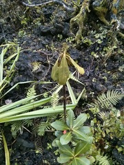 Myrsine lessertiana