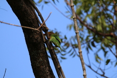 Psilopogon zeylanicus