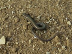 Chalcides chalcides