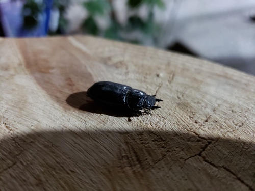 Lesser Stag Beetle