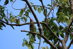 Psilopogon zeylanicus