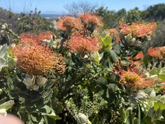 Leucospermum