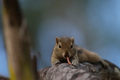 Funambulus palmarum