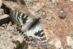 Parnassius charltonius