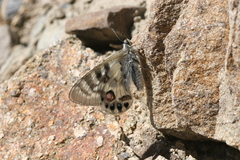 Parnassius charltonius