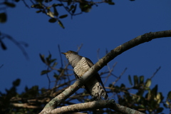 Cuculus micropterus