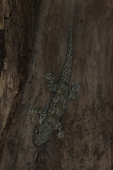 Hemidactylus leschenaultii