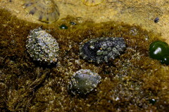 Onchidella nigricans