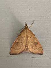Mnesictena flavidalis