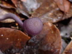 Laccaria gomezii