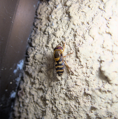 Syrphus vitripennis