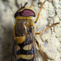 Syrphus vitripennis