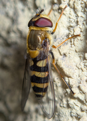 Syrphus vitripennis