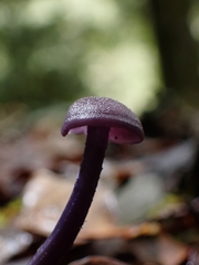 Laccaria gomezii