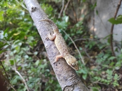 Phyllodactylus tuberculosus