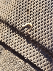 Erannis tiliaria