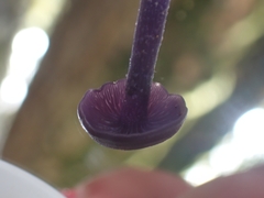 Laccaria gomezii
