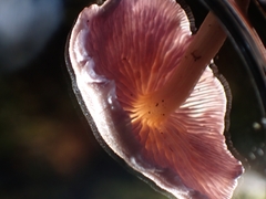 Laccaria gomezii
