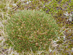 Oreobolus pectinatus