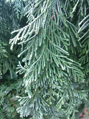 Thuja occidentalis