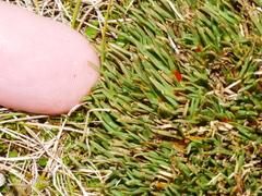 Oreobolus pectinatus