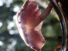 Laccaria gomezii