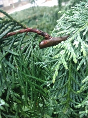 Thuja occidentalis
