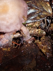 Laccaria gomezii