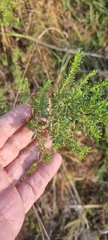 Baccharis pteronioides