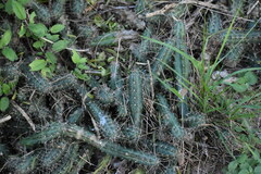 Echinocereus berlandieri