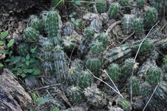 Echinocereus berlandieri